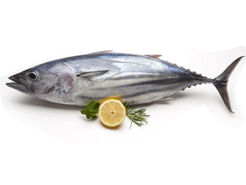 صور #سمك_التونا #Tuna #حيوانات #Animals عالية الوضوح - 28
