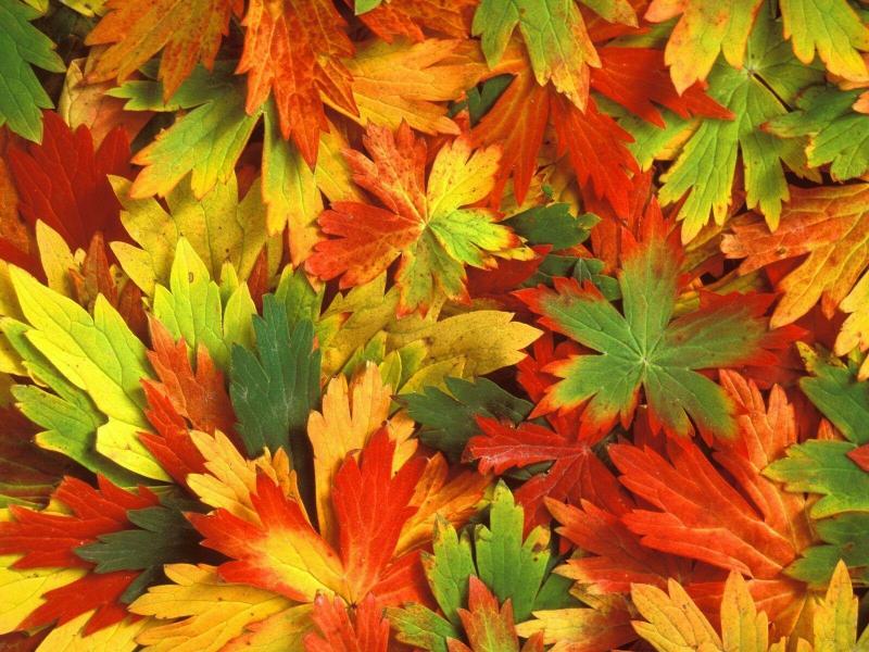 #خلفيات #طبيعة #Nature #خريف #Autumn عالية الوضوح - 6