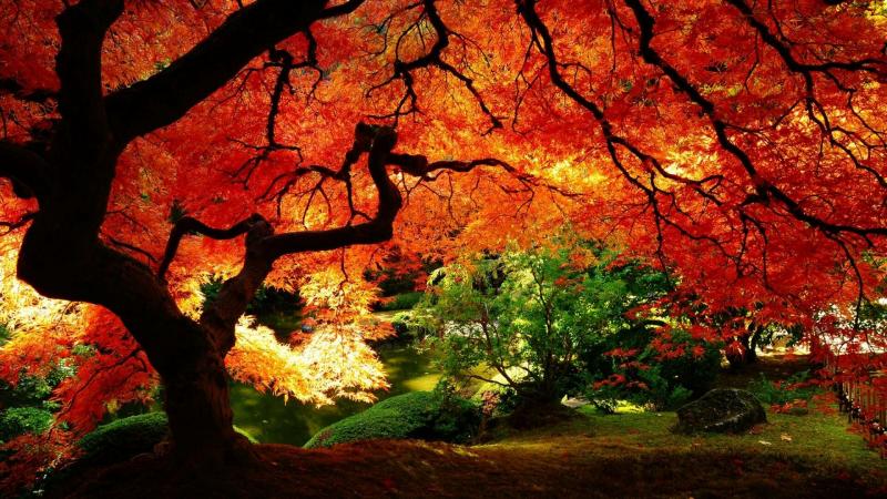 #خلفيات #طبيعة #Nature #خريف #Autumn عالية الوضوح - 22