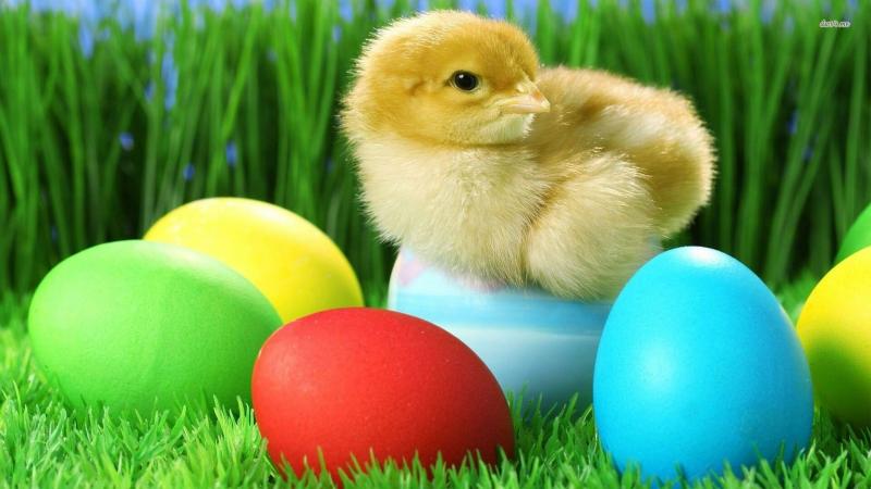 صور #صيصان #صوص #Chicks #حيوانات #Animals عالية الوضوح - 2