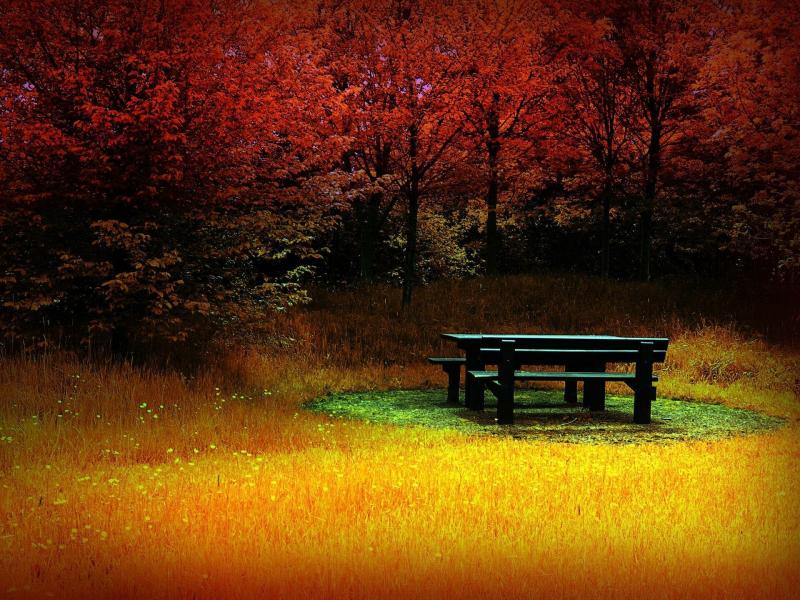#خلفيات #طبيعة #Nature #خريف #Autumn عالية الوضوح - 13