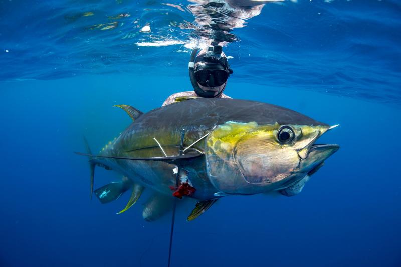 صور #سمك_التونا #Tuna #حيوانات #Animals عالية الوضوح - 39
