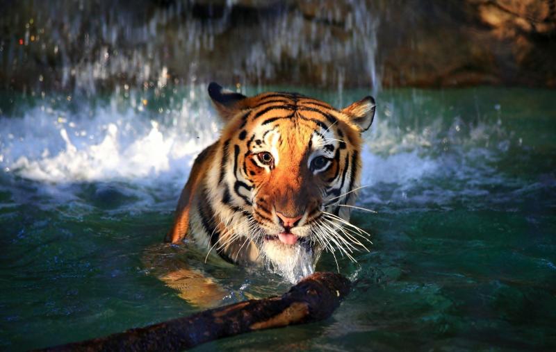 صور #سباحة #Swimming #بحر #Sea #مياه #Water عالية الوضوح - 50