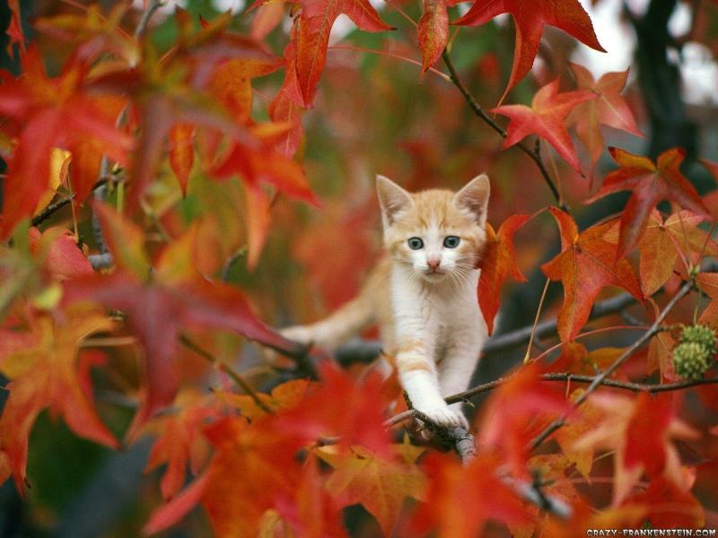 #خلفيات #طبيعة #Nature #خريف #Autumn عالية الوضوح - 10