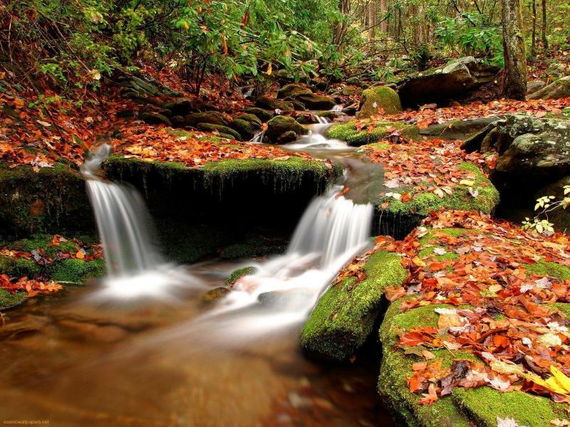 #خلفيات #طبيعة #Nature #خريف #Autumn عالية الوضوح - 18