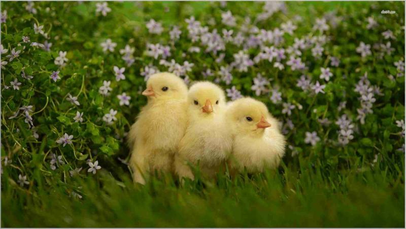 صور #صيصان #صوص #Chicks #حيوانات #Animals عالية الوضوح - 41