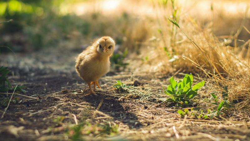 صور #صيصان #صوص #Chicks #حيوانات #Animals عالية الوضوح - 37