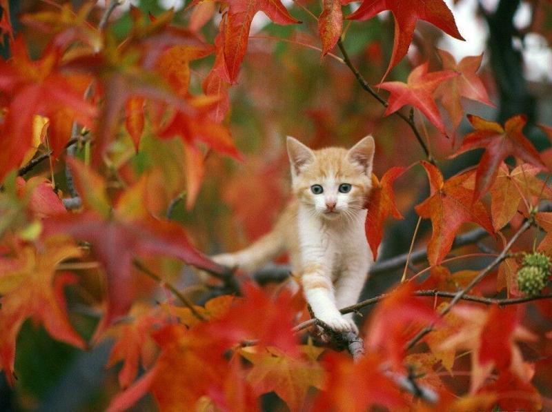 #خلفيات #طبيعة #Nature #خريف #Autumn عالية الوضوح - 19