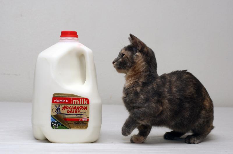 صور #حليب #Milk #طعام #Food عالية الوضوح - 35