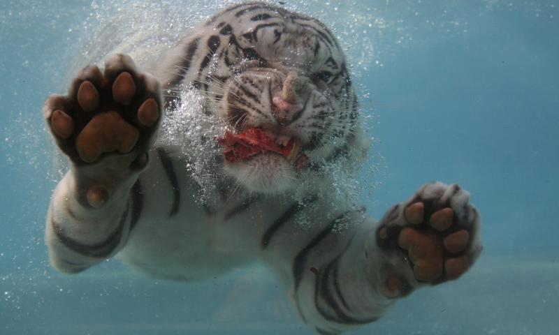صور #سباحة #Swimming #بحر #Sea #مياه #Water عالية الوضوح - 52