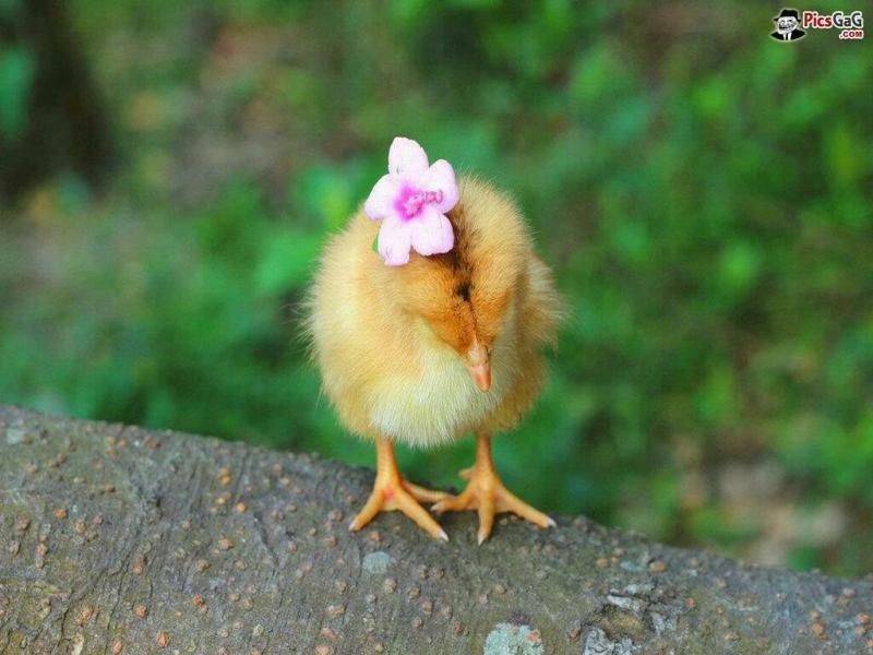 صور #صيصان #صوص #Chicks #حيوانات #Animals عالية الوضوح - 20