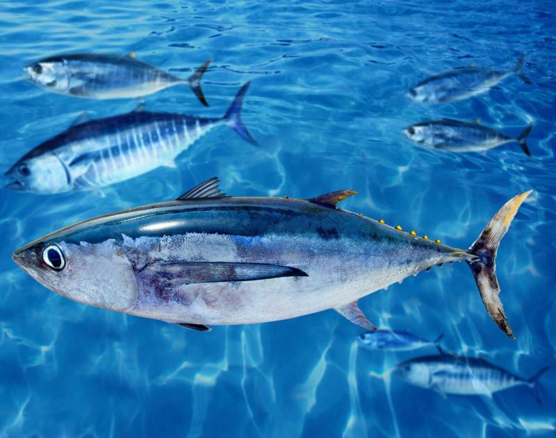 صور #سمك_التونا #Tuna #حيوانات #Animals عالية الوضوح - 44