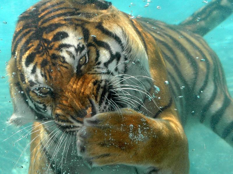 صور #سباحة #Swimming #بحر #Sea #مياه #Water عالية الوضوح - 53