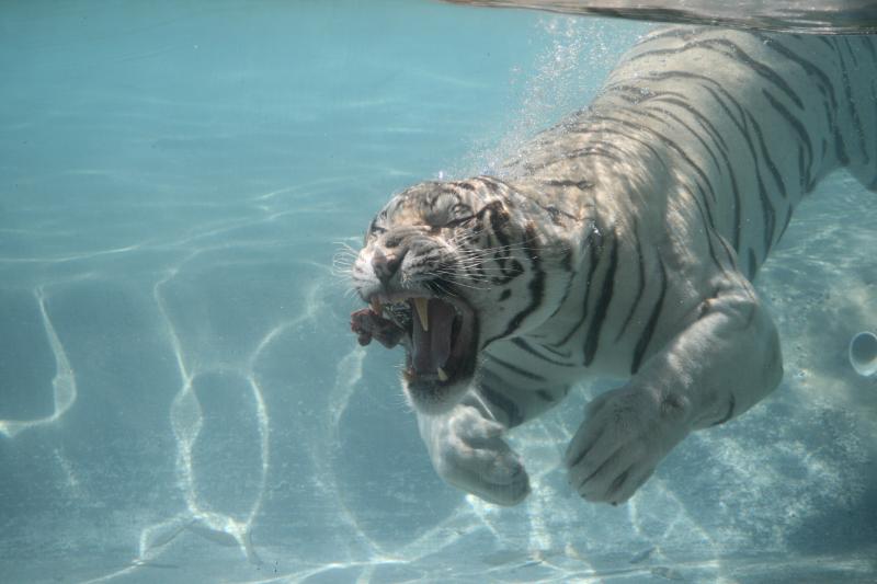 صور #سباحة #Swimming #بحر #Sea #مياه #Water عالية الوضوح - 48