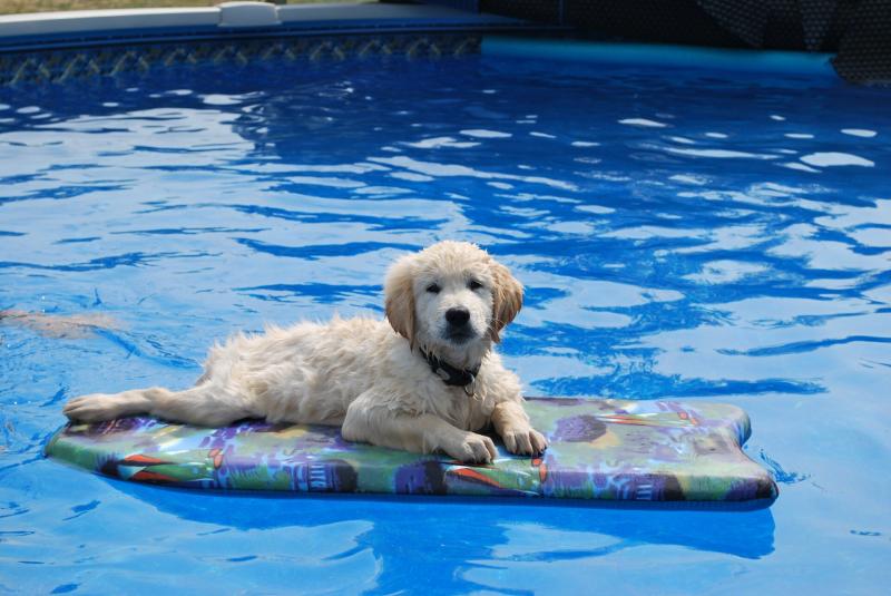 صور #سباحة #Swimming #بحر #Sea #مياه #Water عالية الوضوح - 46