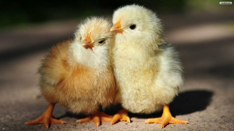 صور #صيصان #صوص #Chicks #حيوانات #Animals عالية الوضوح - 1