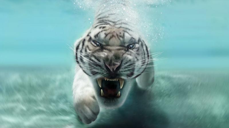 صور #سباحة #Swimming #بحر #Sea #مياه #Water عالية الوضوح - 51
