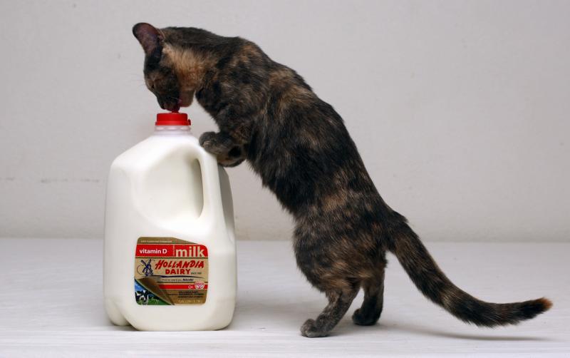 صور #حليب #Milk #طعام #Food عالية الوضوح - 36