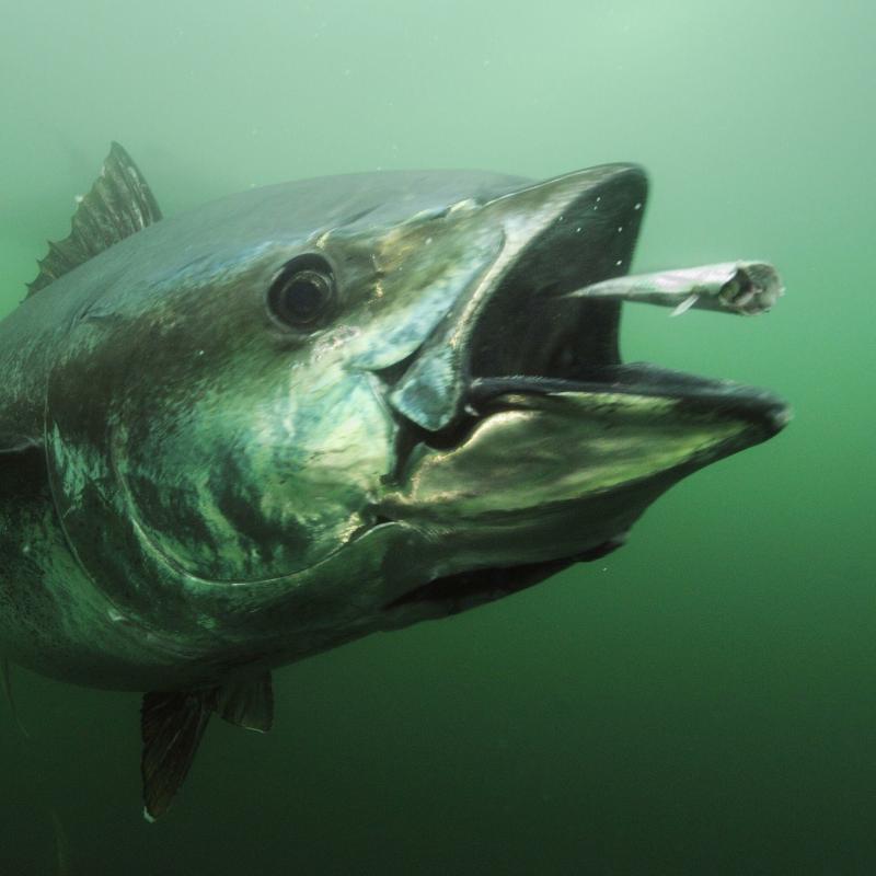 صور #سمك_التونا #Tuna #حيوانات #Animals عالية الوضوح - 45