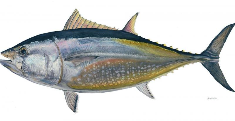 صور #سمك_التونا #Tuna #حيوانات #Animals عالية الوضوح - 32