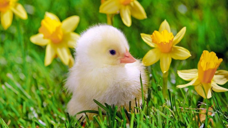صور #صيصان #صوص #Chicks #حيوانات #Animals عالية الوضوح - 5