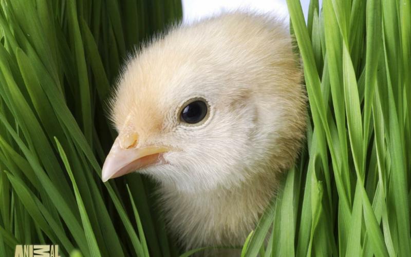 صور #صيصان #صوص #Chicks #حيوانات #Animals عالية الوضوح - 14