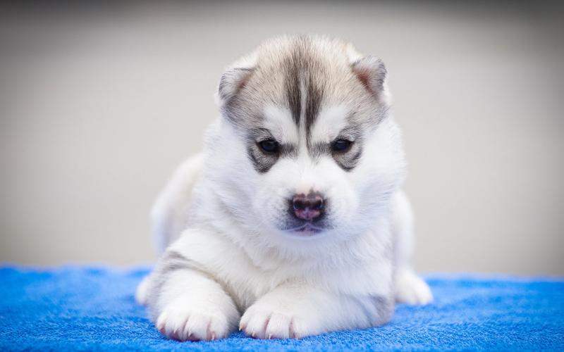 صور #كلب صغير #كلاب #Puppy #حيوانات #Animals عالية الوضوح - 13