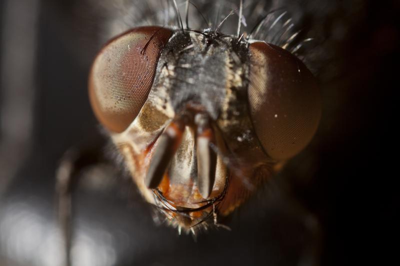صور #حشرات #حشرة #Insects دقيقة #HD وعالية الوضوح - 375