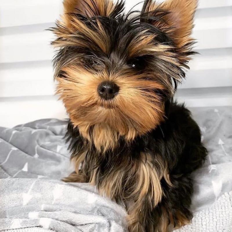 Beautiful YORKIER