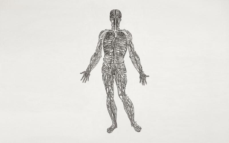 #تشريح #anatomy #إنسان #human #جسم #Body #طب - 22