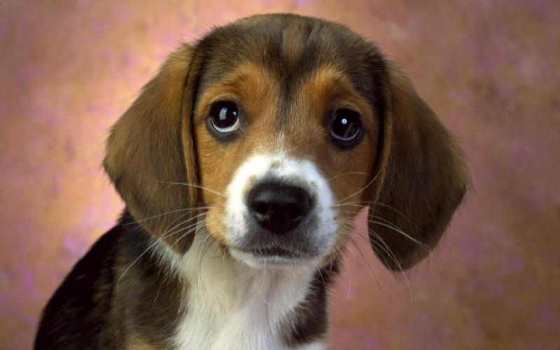 صور #كلب صغير #كلاب #Puppy #حيوانات #Animals عالية الوضوح - 4