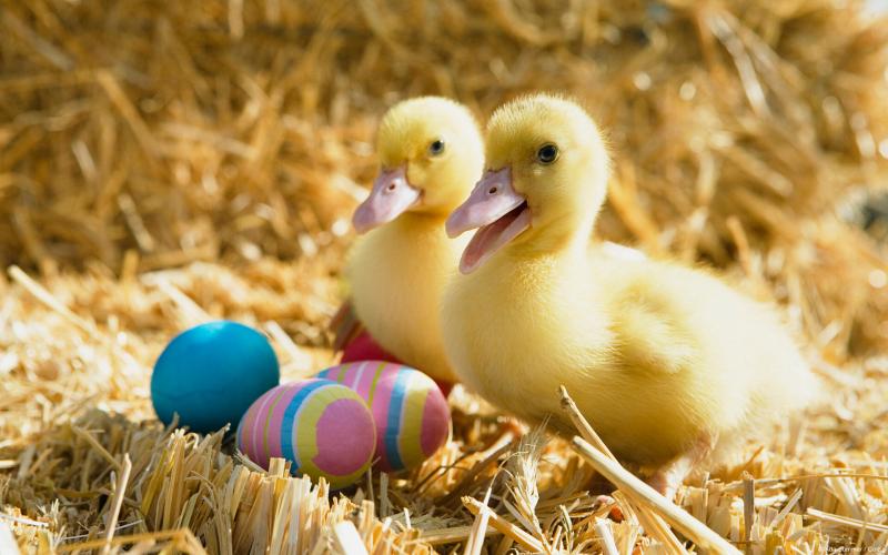 #خلفيات #عيد_الفصح #Easter عالية الوضوح #christian #مسيحي - 108