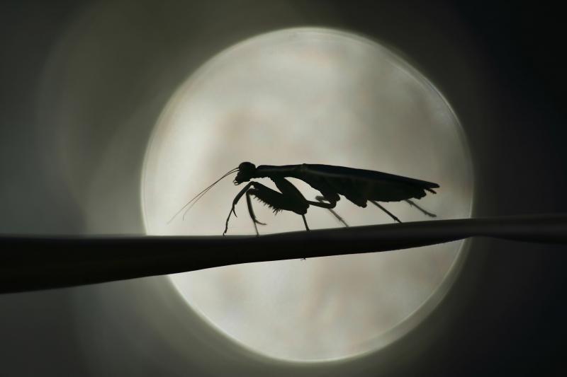 صور #حشرات #حشرة #Insects دقيقة #HD وعالية الوضوح - 372