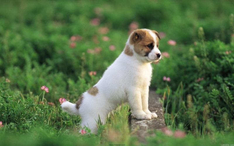 صور #كلب صغير #كلاب #Puppy #حيوانات #Animals عالية الوضوح - 1