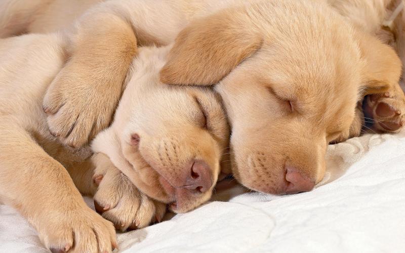 صور #كلب صغير #كلاب #Puppy #حيوانات #Animals عالية الوضوح - 5