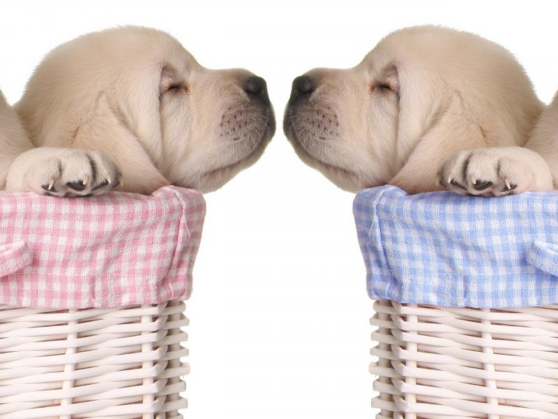 صور #كلب صغير #كلاب #Puppy #حيوانات #Animals عالية الوضوح - 11