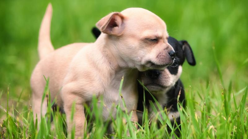 صور #كلب صغير #كلاب #Puppy #حيوانات #Animals عالية الوضوح - 14