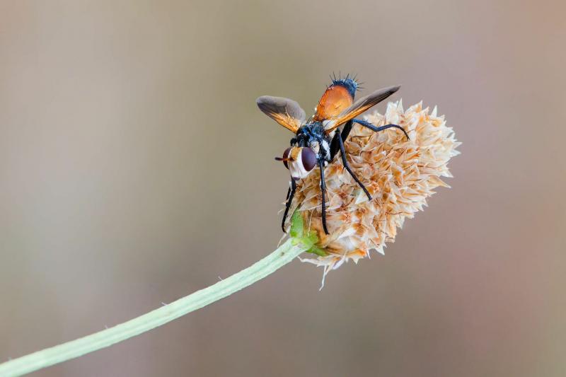 صور #حشرات #حشرة #Insects دقيقة #HD وعالية الوضوح - 369