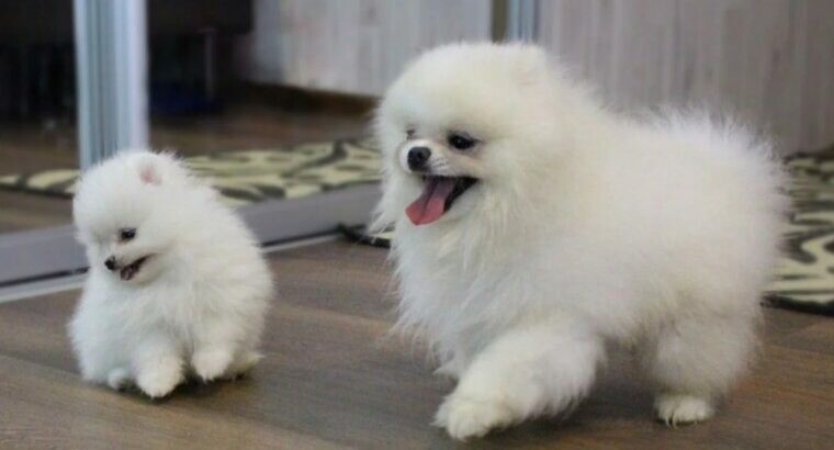 Teacup Pomeranian Puppies for Sale