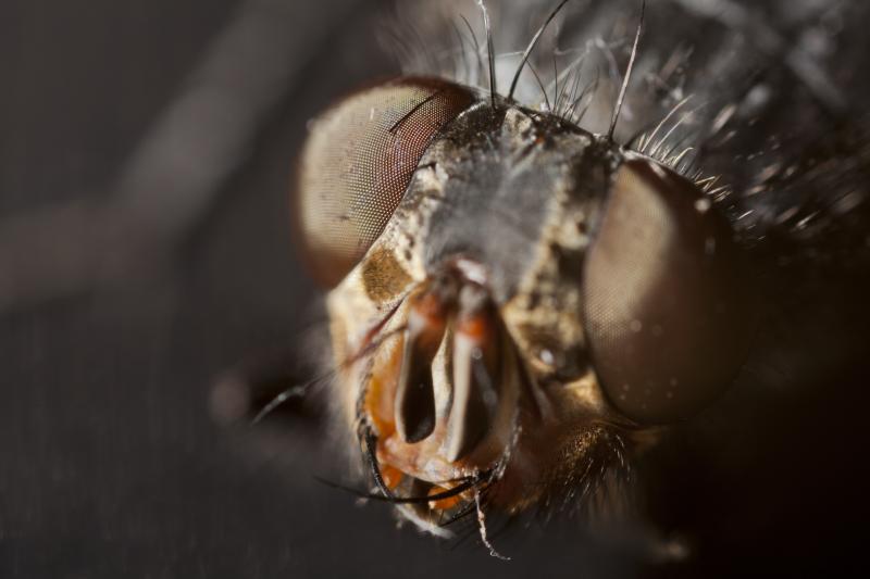 صور #حشرات #حشرة #Insects دقيقة #HD وعالية الوضوح - 376