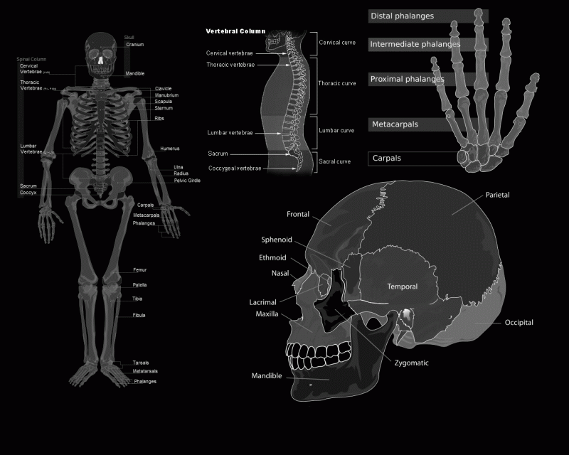 #تشريح #anatomy #إنسان #human #جسم #Body #طب - 27