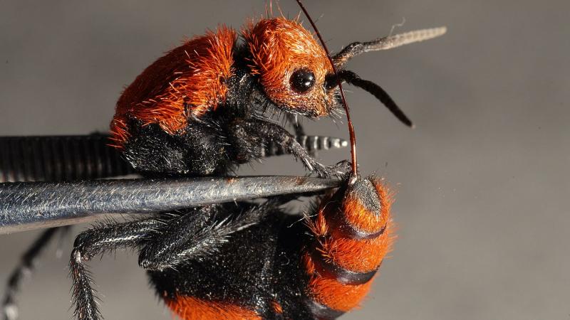 صور #حشرات #حشرة #Insects دقيقة #HD وعالية الوضوح - 365