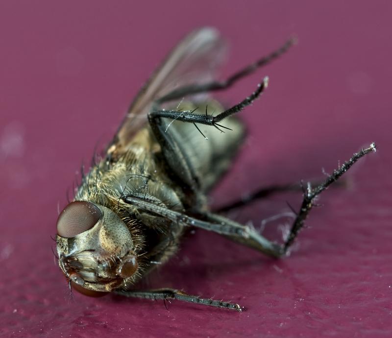 صور #حشرات #حشرة #Insects دقيقة #HD وعالية الوضوح - 363