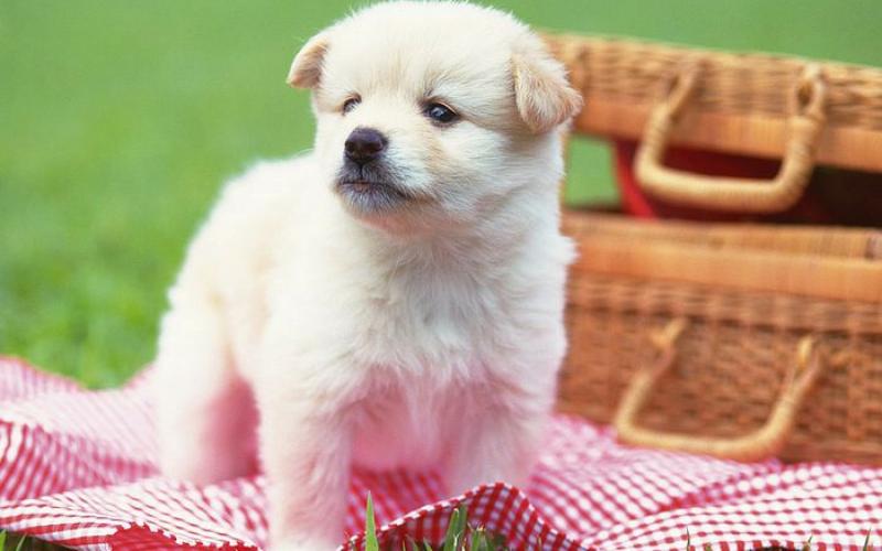 صور #كلب صغير #كلاب #Puppy #حيوانات #Animals عالية الوضوح - 6