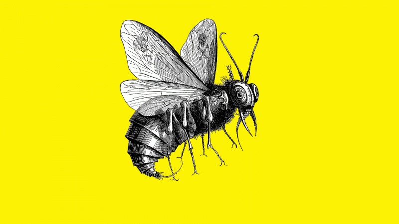 صور #حشرات #حشرة #Insects دقيقة #HD وعالية الوضوح - 373