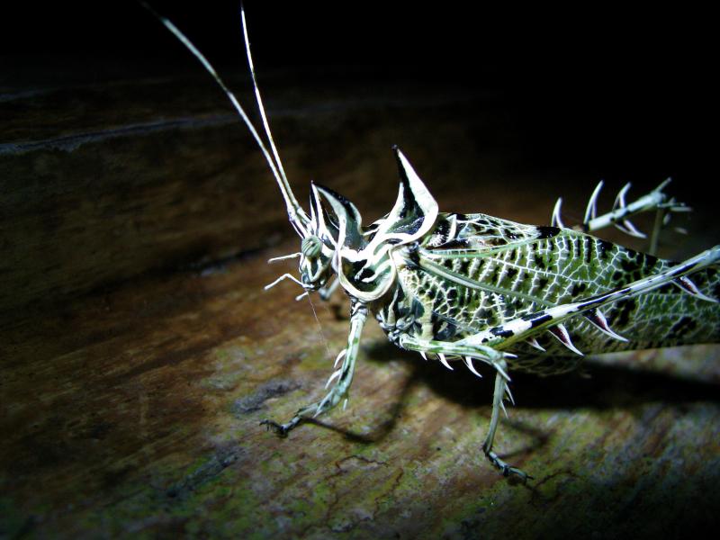 صور #حشرات #حشرة #Insects دقيقة #HD وعالية الوضوح - 366