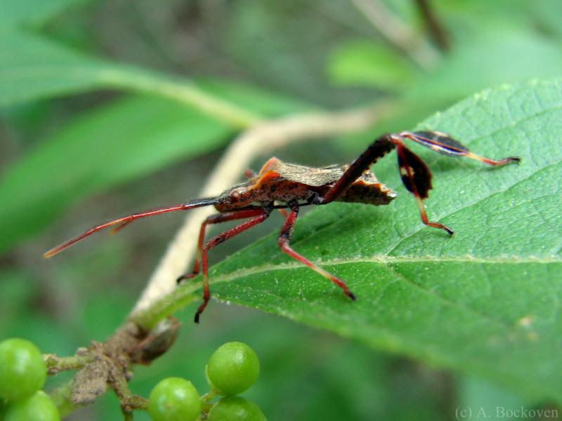 صور #حشرات #حشرة #Insects دقيقة #HD وعالية الوضوح - 367