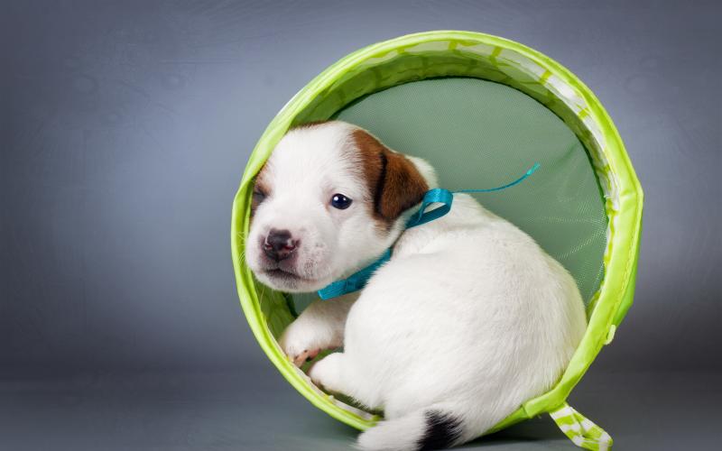 صور #كلب صغير #كلاب #Puppy #حيوانات #Animals عالية الوضوح - 8