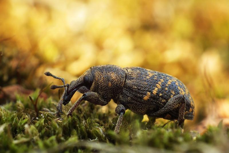 صور #حشرات #حشرة #Insects دقيقة #HD وعالية الوضوح - 362