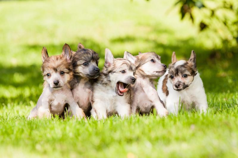 صور #كلب صغير #كلاب #Puppy #حيوانات #Animals عالية الوضوح - 16